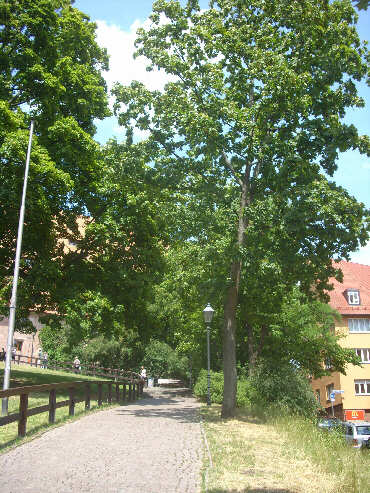 Aufstieg ber die Treppe und Hohlweg zur Burggrafenburg (Juli 2014)